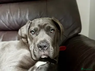 Cane Corso dogs Cane corso - Advert 3