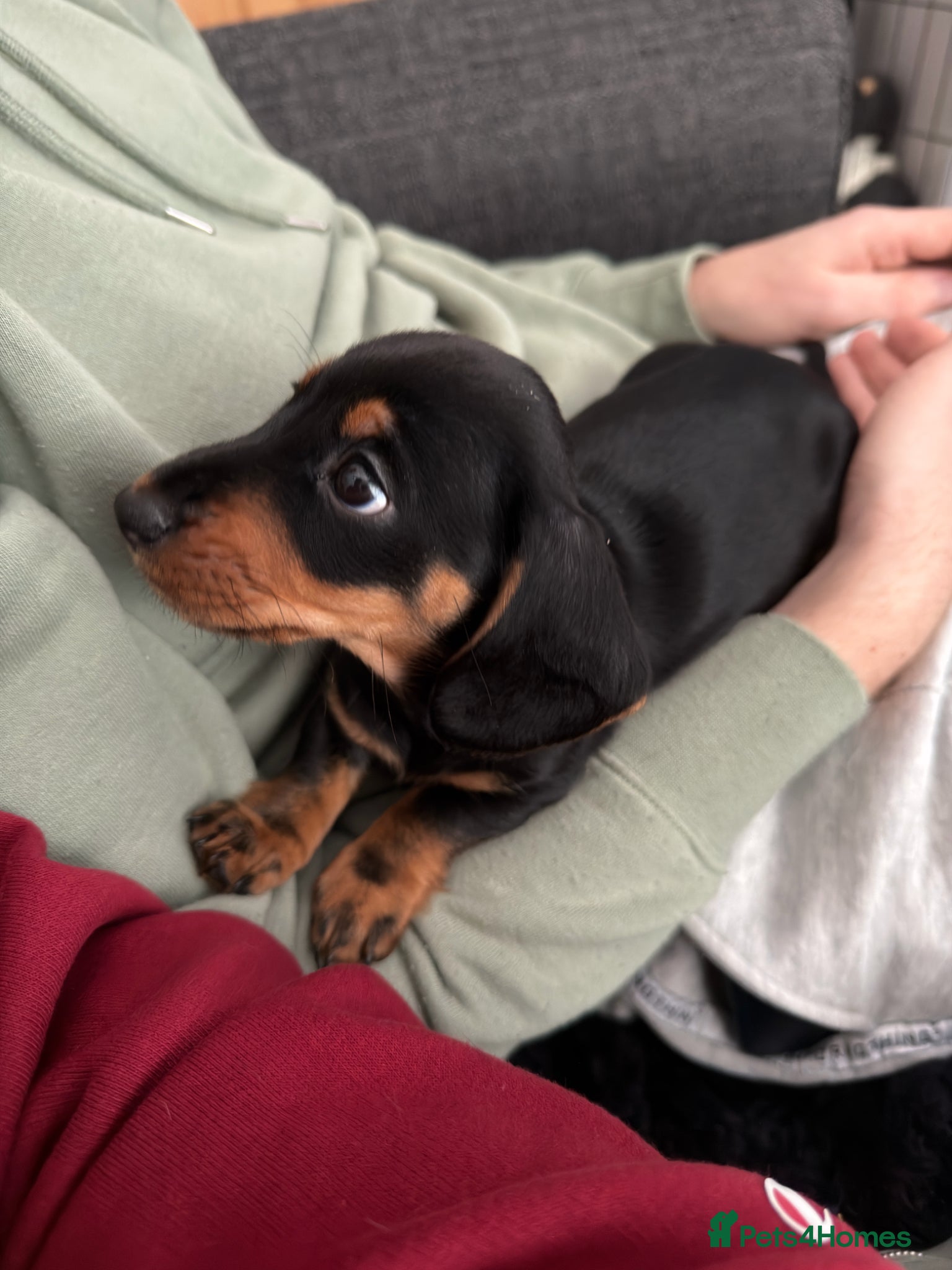 Miniature Dachshund dogs for sale: Female miniature dachshund for sale - Advert 9
