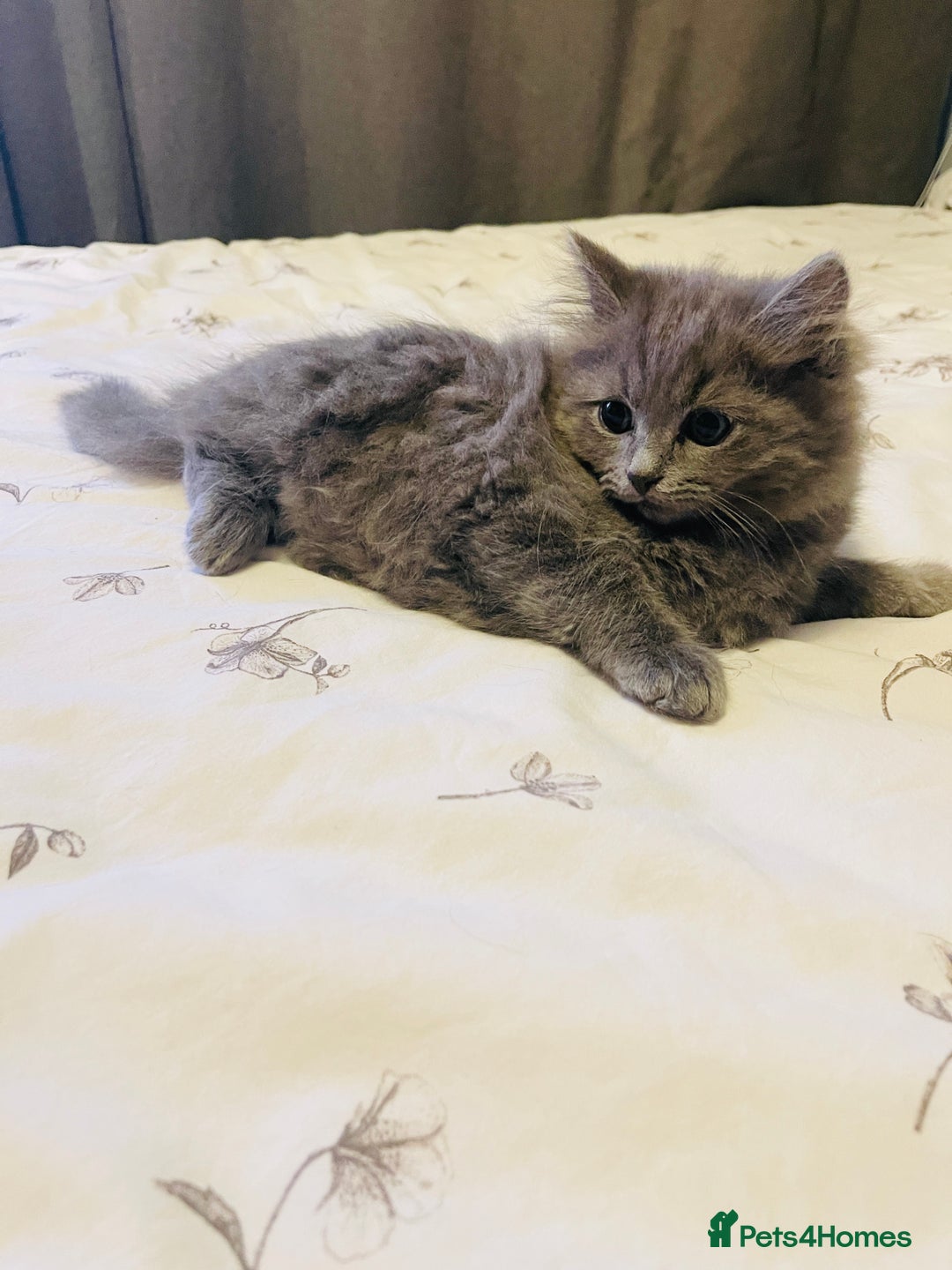 British Shorthair cats for sale: 🌟Gorgeous Male British Shorthair Kitten 🌟 - Advert 4