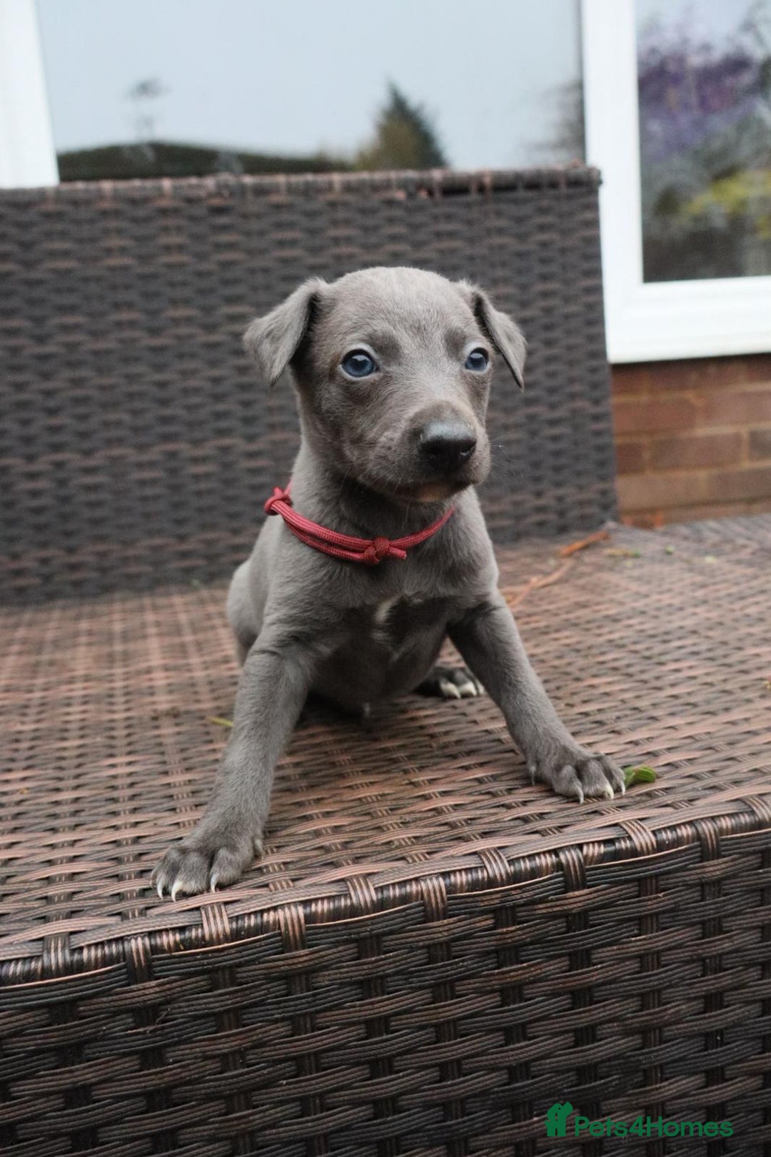 Whippet dogs for sale: KC registered Whippet pups - Advert 35