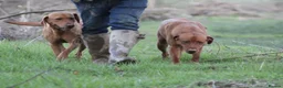 Labrador Retriever dogs for sale: FOX RED LAB PUPS PARENTS EXTENSIVELY HEALTH TESTED - Advert 13