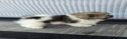 Pomeranian dogs for sale: Particolour Poms - Advert 17