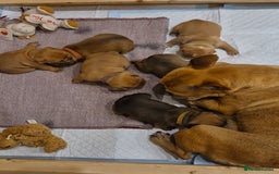 French Bulldog dogs for sale: KC Reg. French bulldogs looking for new home - Image 10