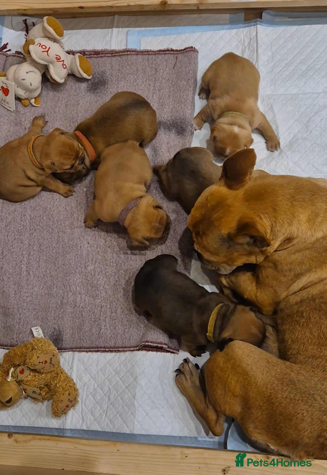 French Bulldog dogs for sale: KC Reg. French bulldogs looking for new home - Image 10