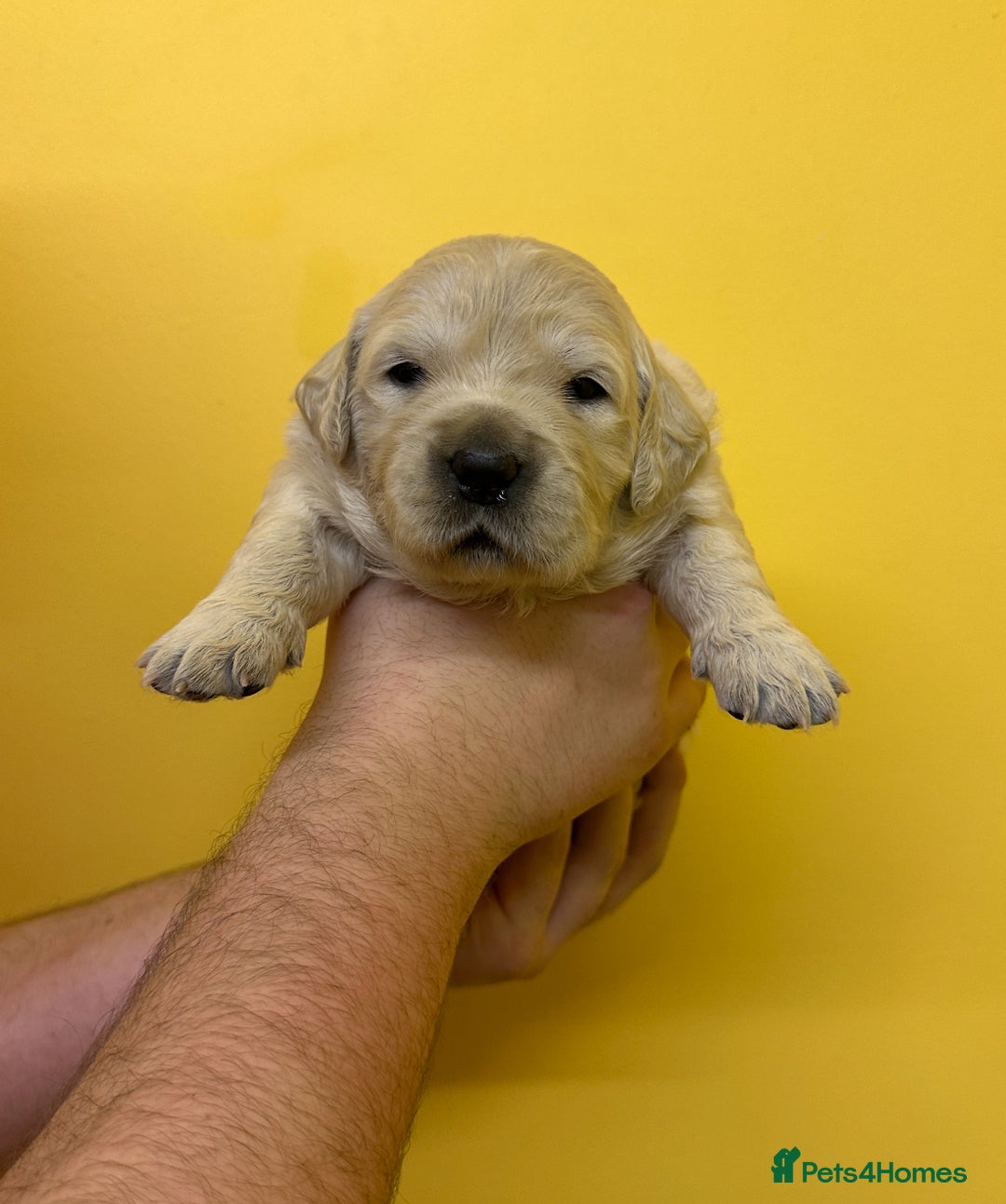 Golden Retriever dogs for sale: Stunning golden retriever puppies for sale  - Advert 36