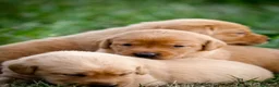 Labrador Retriever dogs for sale: Elite Litter: KC Registered Fox Red Labrador Pups - Advert 22