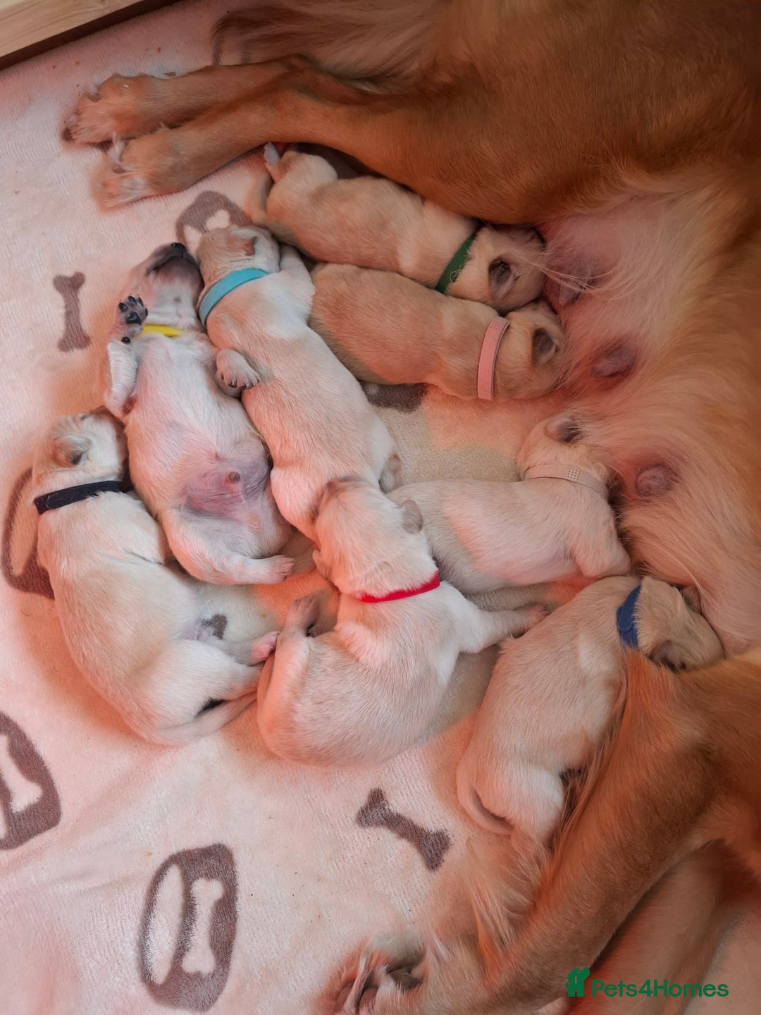 Golden Retriever dogs for sale: KC reg golden retriever puppies - Advert 9