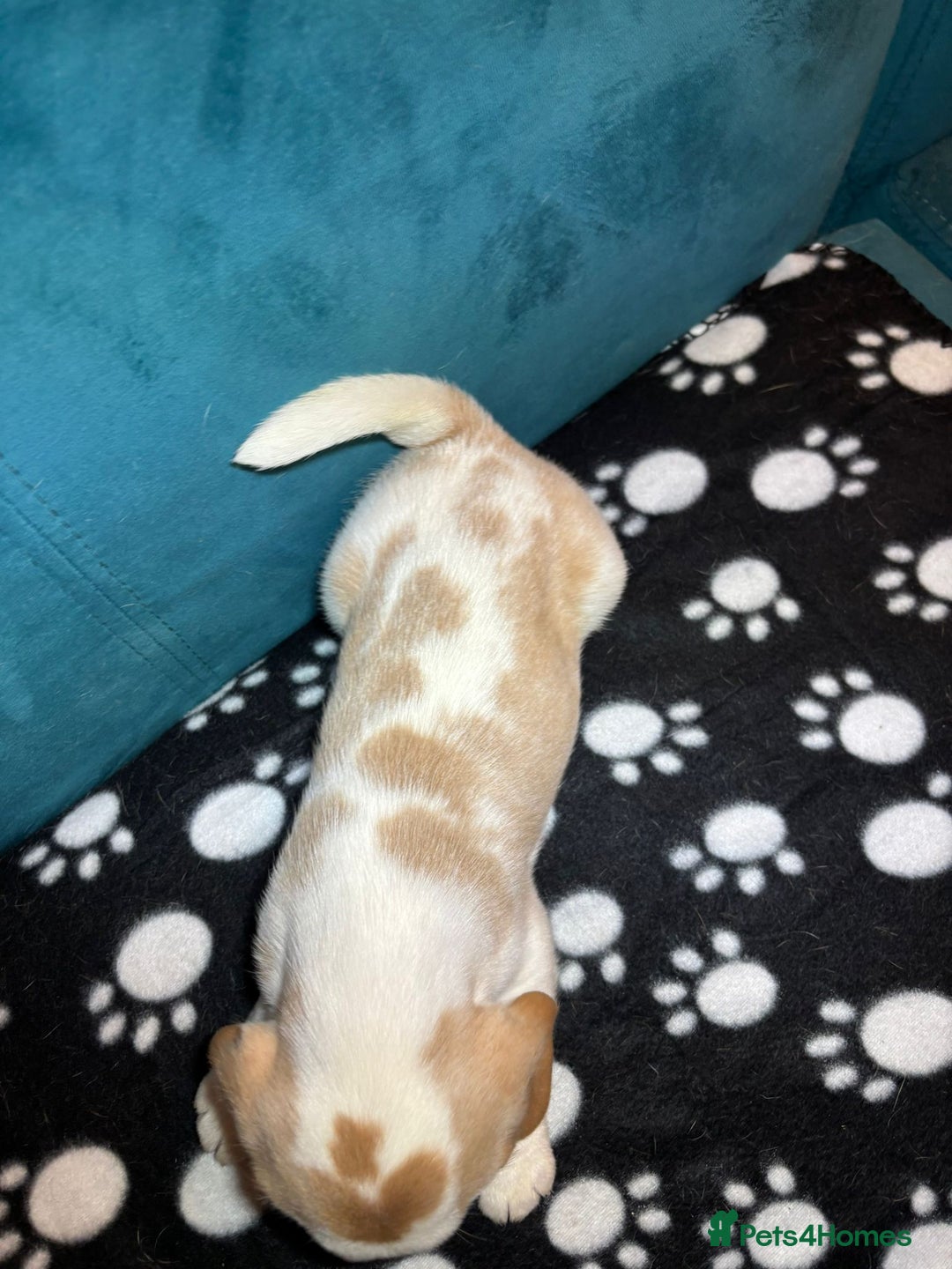 Beagle dogs for sale: Adorable Beagle Puppies for Sale - Advert 31