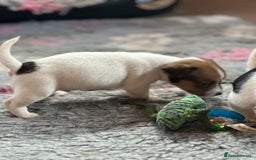 Jack Russell dogs for sale: Top Quality Jack Russell Puppies  - Image 9