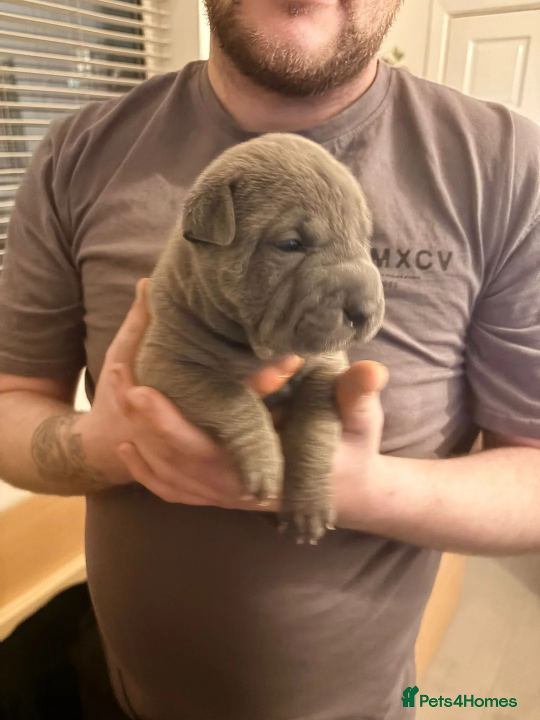 Shar Pei dogs for sale: Shar Pei Puppies looking for forever homes - Advert 28