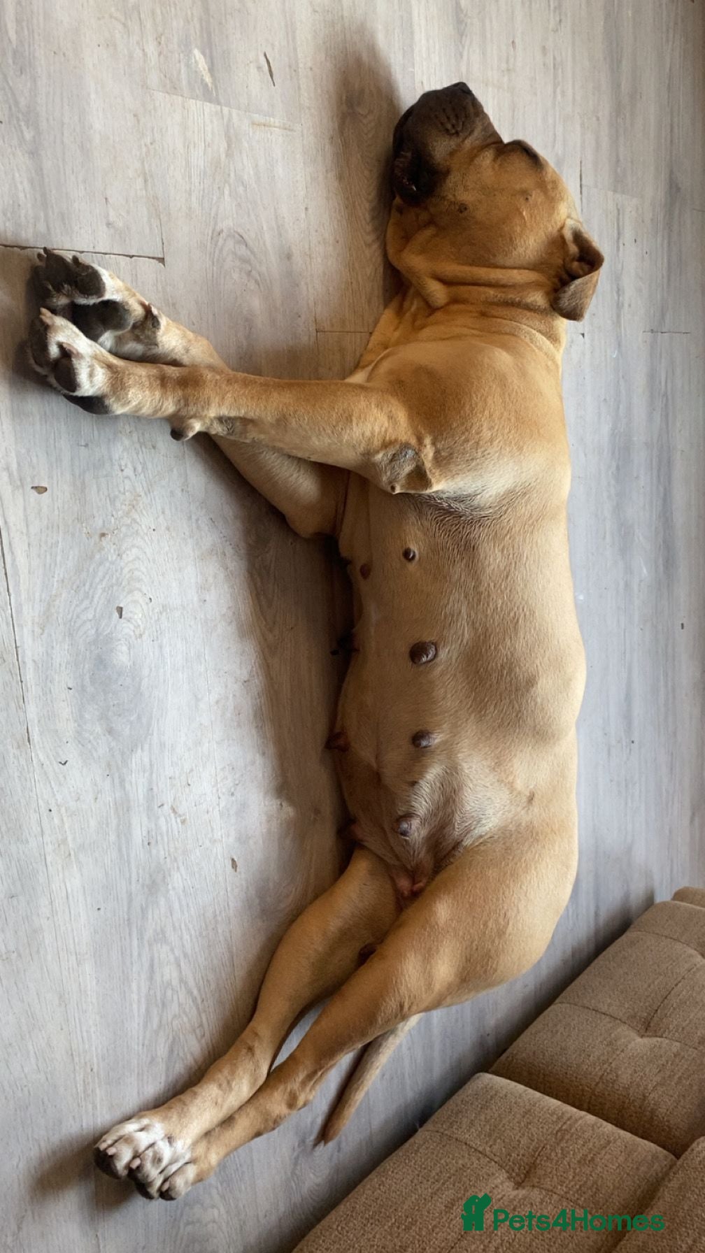 Mixed Breed dogs Ready to leave  - Advert 1