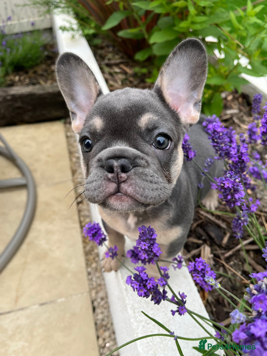 French Bulldog dogs for sale: 3 year old female French bulldog - Image 17