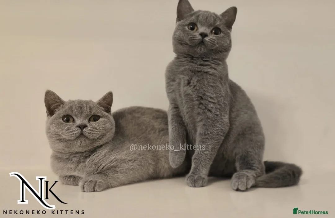 British Shorthair cats for sale: ‼️1 LEFT REDUCED‼️ GCCF REGISTERED BSH 🐻 🧸  - Advert 9