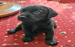 Labrador Retriever dogs for sale: Stunning litter Both Parents Health Tested - Image 14