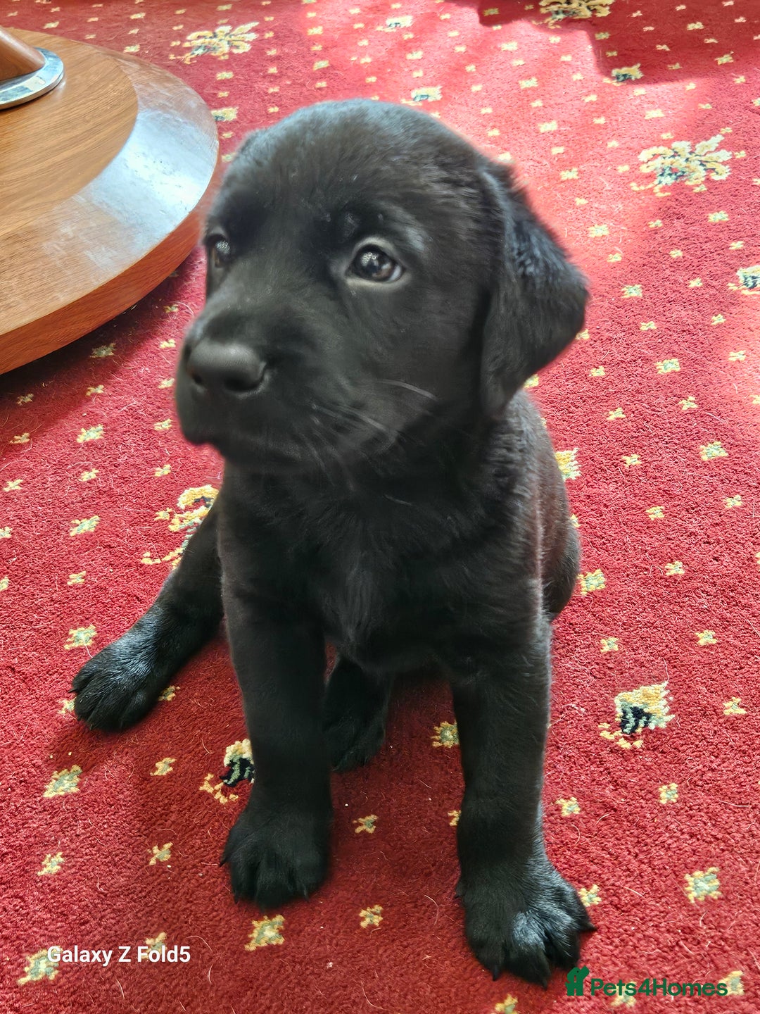 Labrador Retriever dogs for sale: Stunning litter Both Parents Health Tested - Image 14