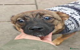 Mixed Breed dogs for adoption: 💖🐶 KNOPA 🐶💖 - Image 7