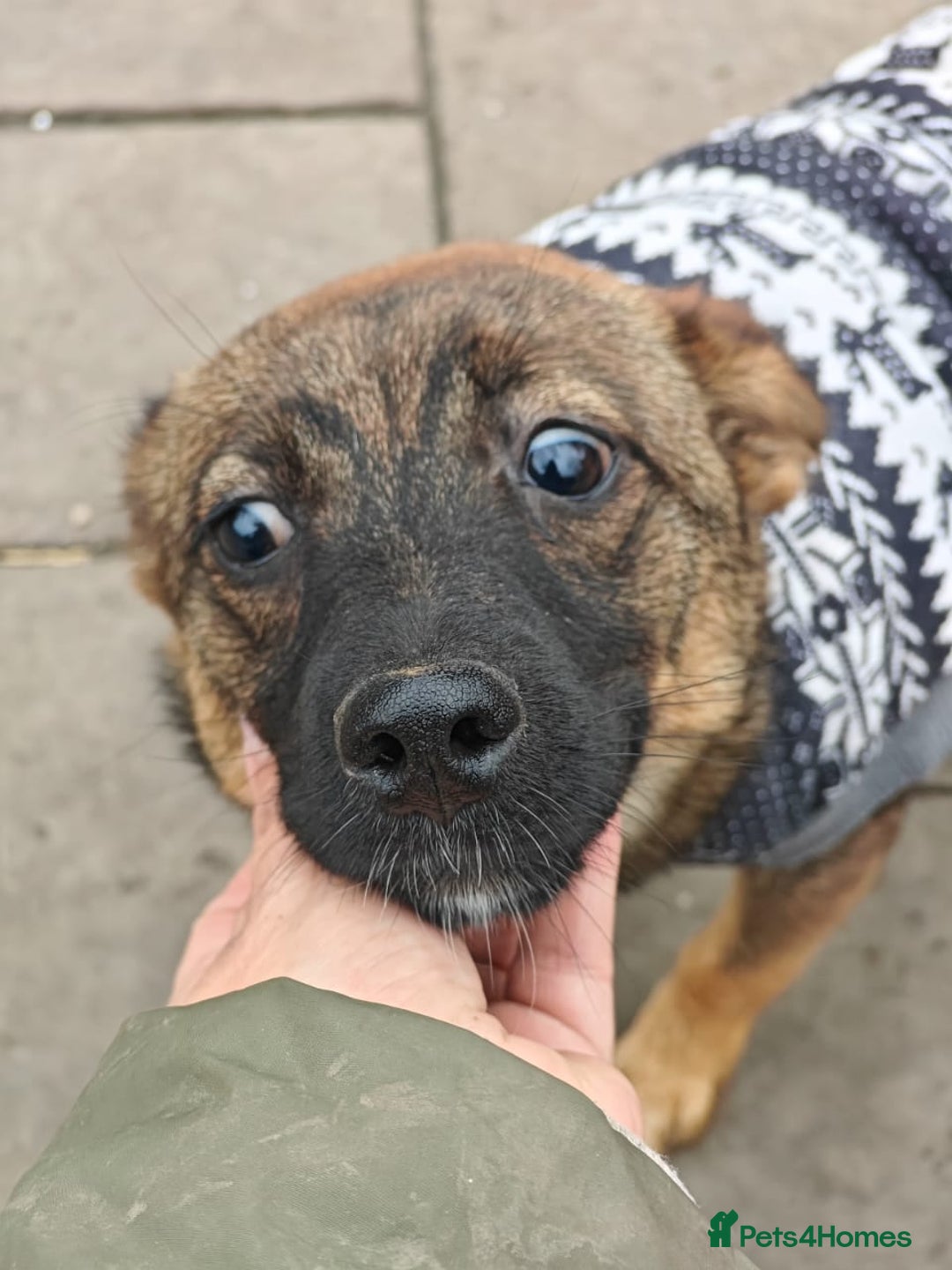 Mixed Breed dogs for adoption: 💖🐶 KNOPA 🐶💖 - Image 7