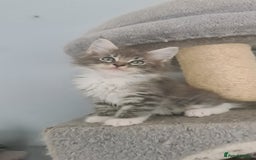 Mixed Breed cats for sale: Ragcoon kittens  - Image 4