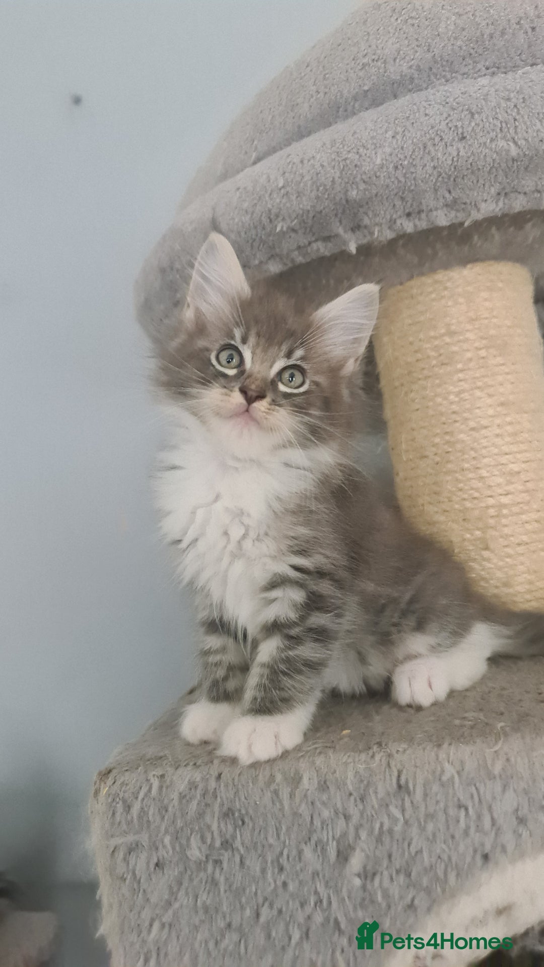 Mixed Breed cats for sale: Ragcoon kittens  - Image 4