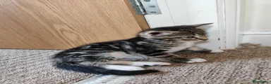 Mixed Breed 1