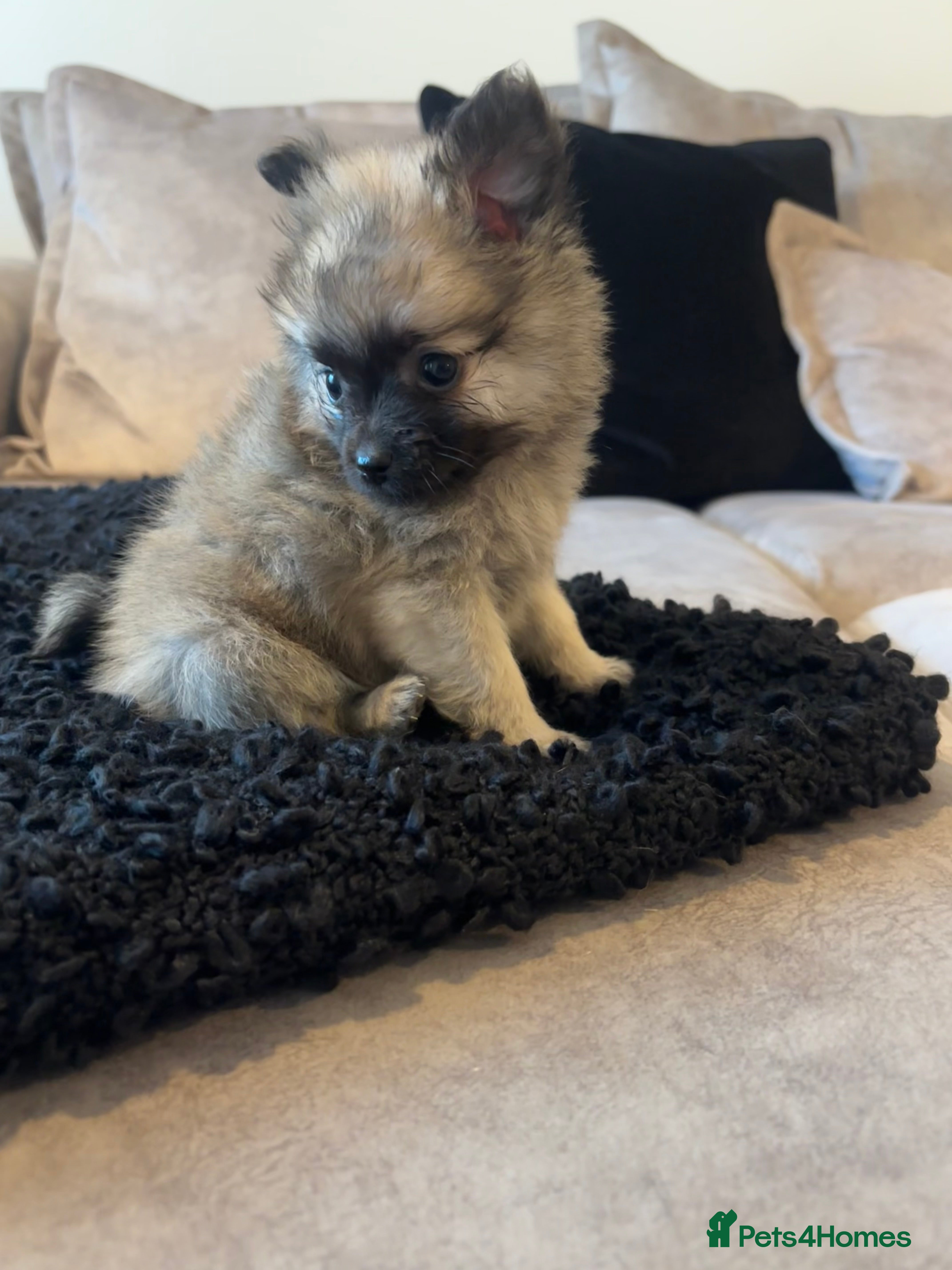 Pomeranian dogs Adorable Pomeranian Puppies - Advert 17