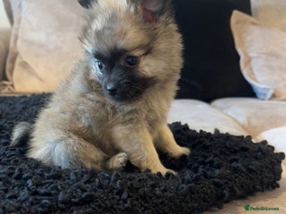 Pomeranian dogs - Advert 6