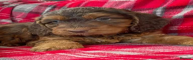 Cockapoo 2