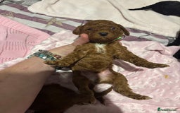 Cockapoo dogs for sale: 10 F1b cockapoo pups for sale  - Advert 16