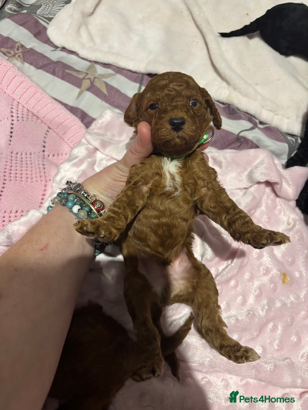 Cockapoo dogs for sale: 10 F1b cockapoo pups for sale  - Advert 16