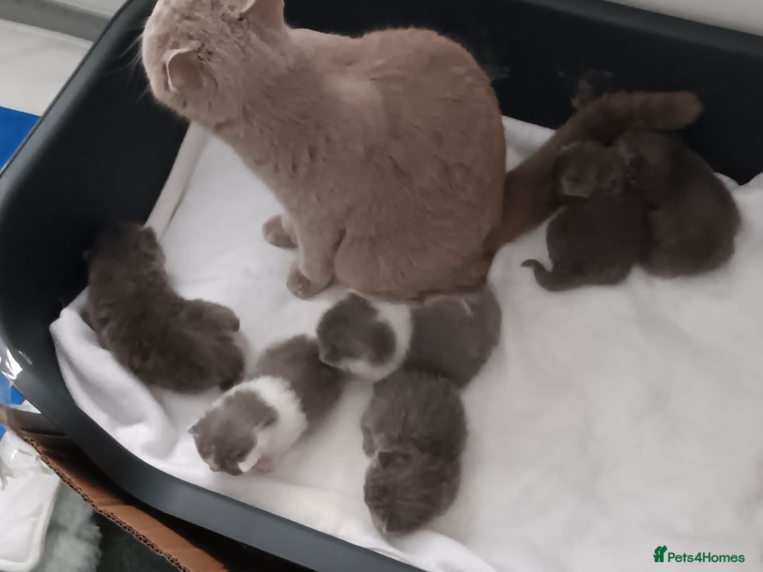 British Shorthair cats for sale: British shorthairs  - Image 6