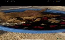 Standard Poodle dogs for sale: Standard poodles - Image 7