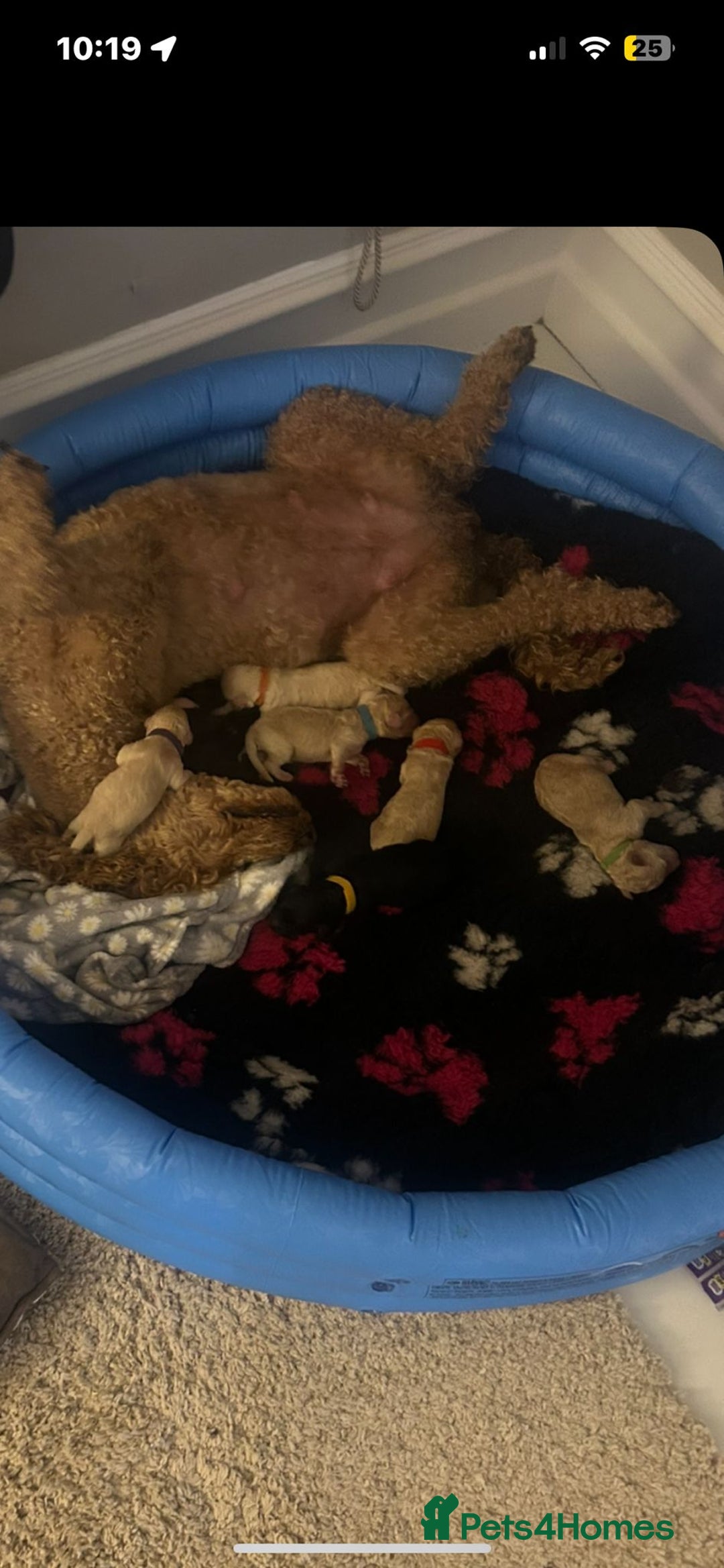 Standard Poodle dogs for sale: Standard poodles - Image 7