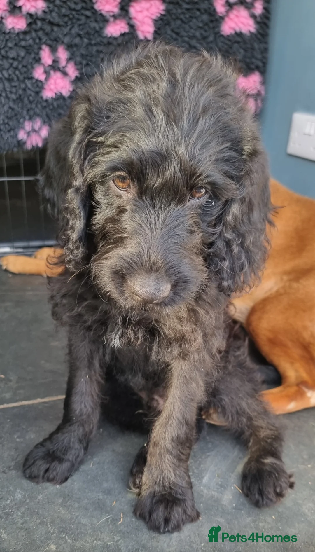 Labradoodle dogs for sale: Superb labradoodles ready to go - Advert 16