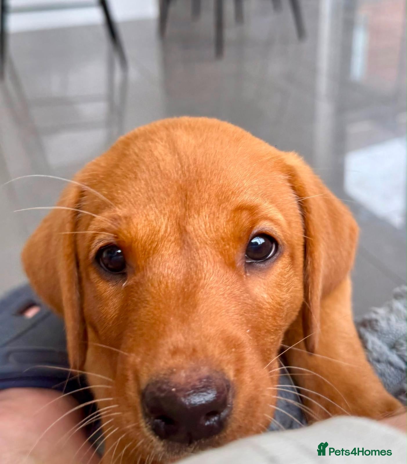 Labrador Retriever dogs  Fox red Labradors - Advert 2