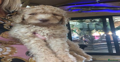 Bernedoodle dogs - Advert 2