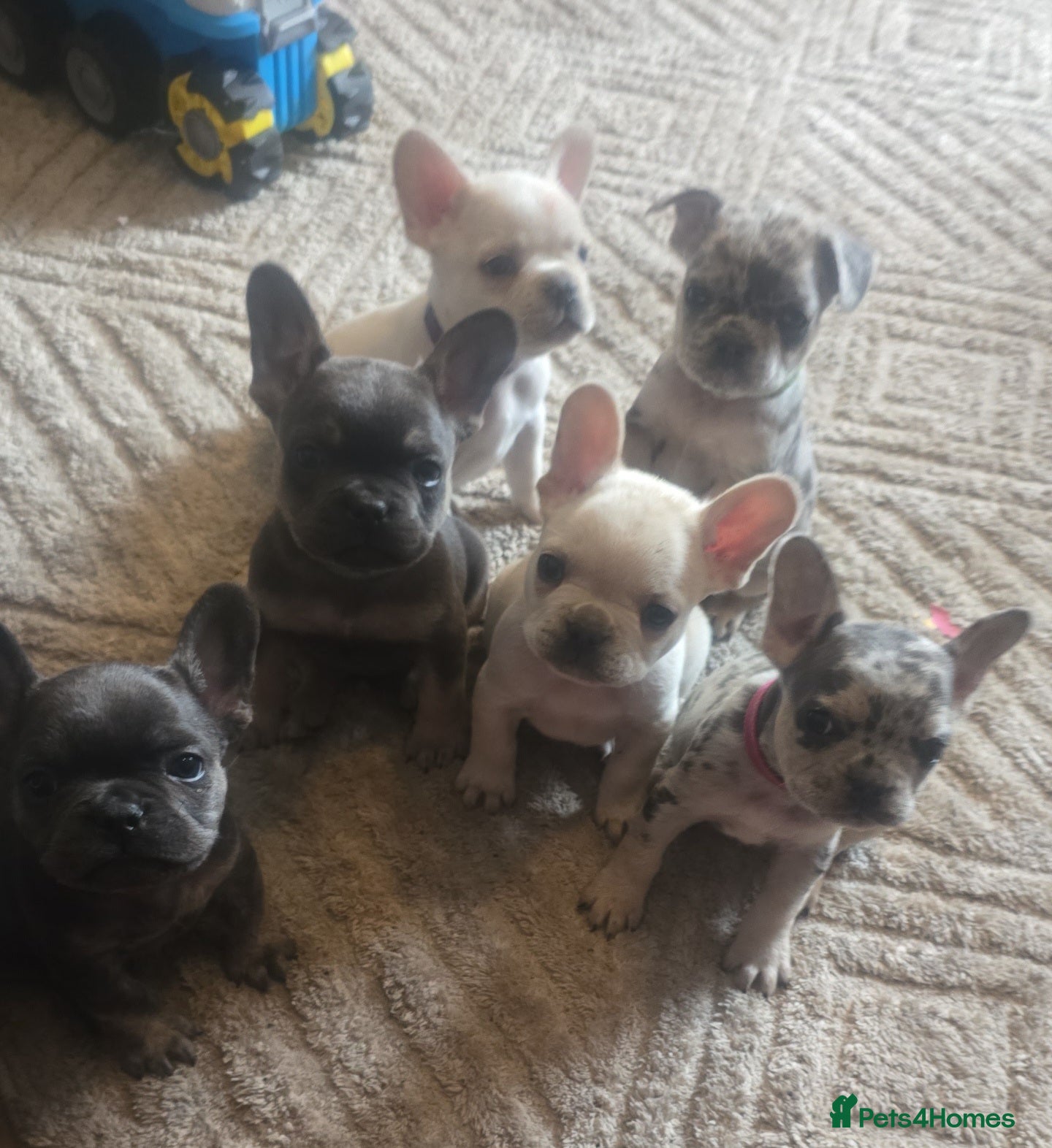 French Bulldog dogs Last cream boy fluffy carriers - Advert 20