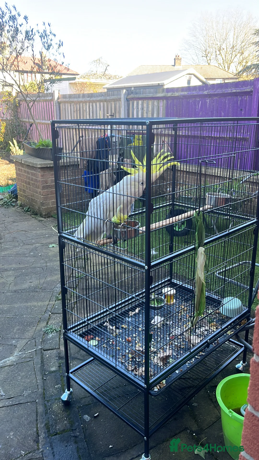 Cockatoo birds for sale: Sulphur crested cockatoo 4 years old!  - Advert 1