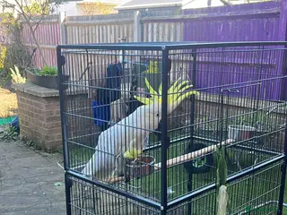 Cockatoo birds Sulphur crested cockatoo - Advert 1