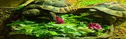 Tortoise reptiles for sale: 2 Hermanns Tortoises  in Leicester - Advert 5
