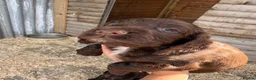 Cocker Spaniel dogs for sale: Cocker Spaniel pups  in Seaham - Advert 17