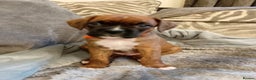Boxer dogs for sale: Boxer Puppies  - Advert 27