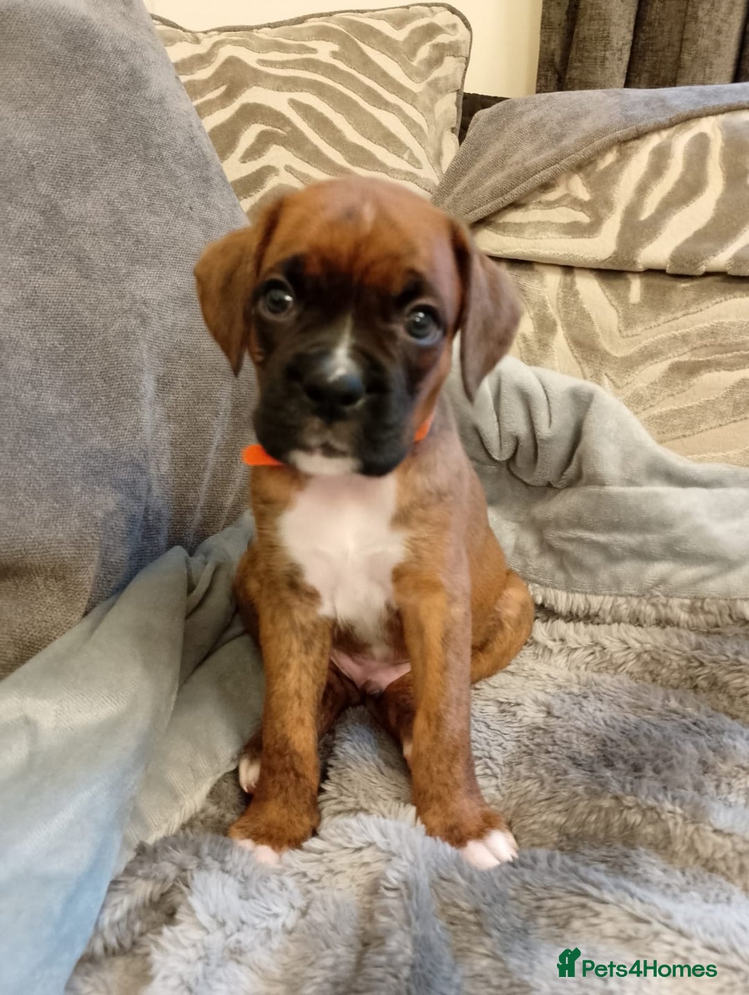 Boxer dogs for sale: Boxer Puppies  - Advert 27