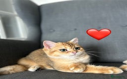 British Shorthair cats for sale: 💚❤️TICA British Shorthair 2 Kittens - Image 9