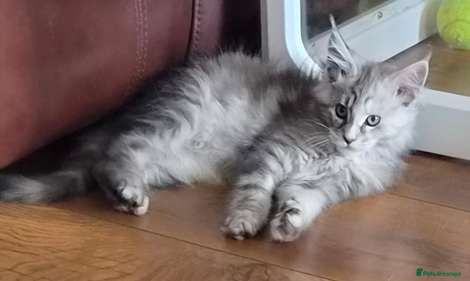 Maine Coon cats Beautiful Mainecoon kittens  - Advert 10