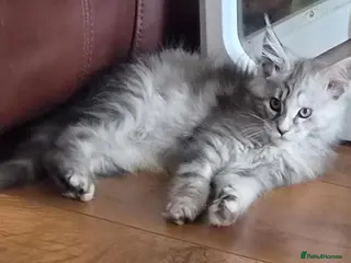 Maine Coon cats Beautiful Mainecoon kittens - Advert 10