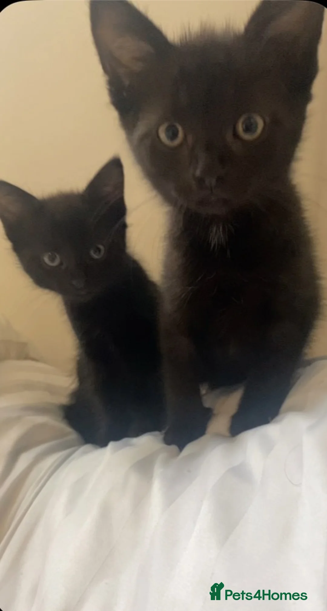 Mixed Breed cats for sale: 2 babys  in Bury Saint Edmunds - Advert 3