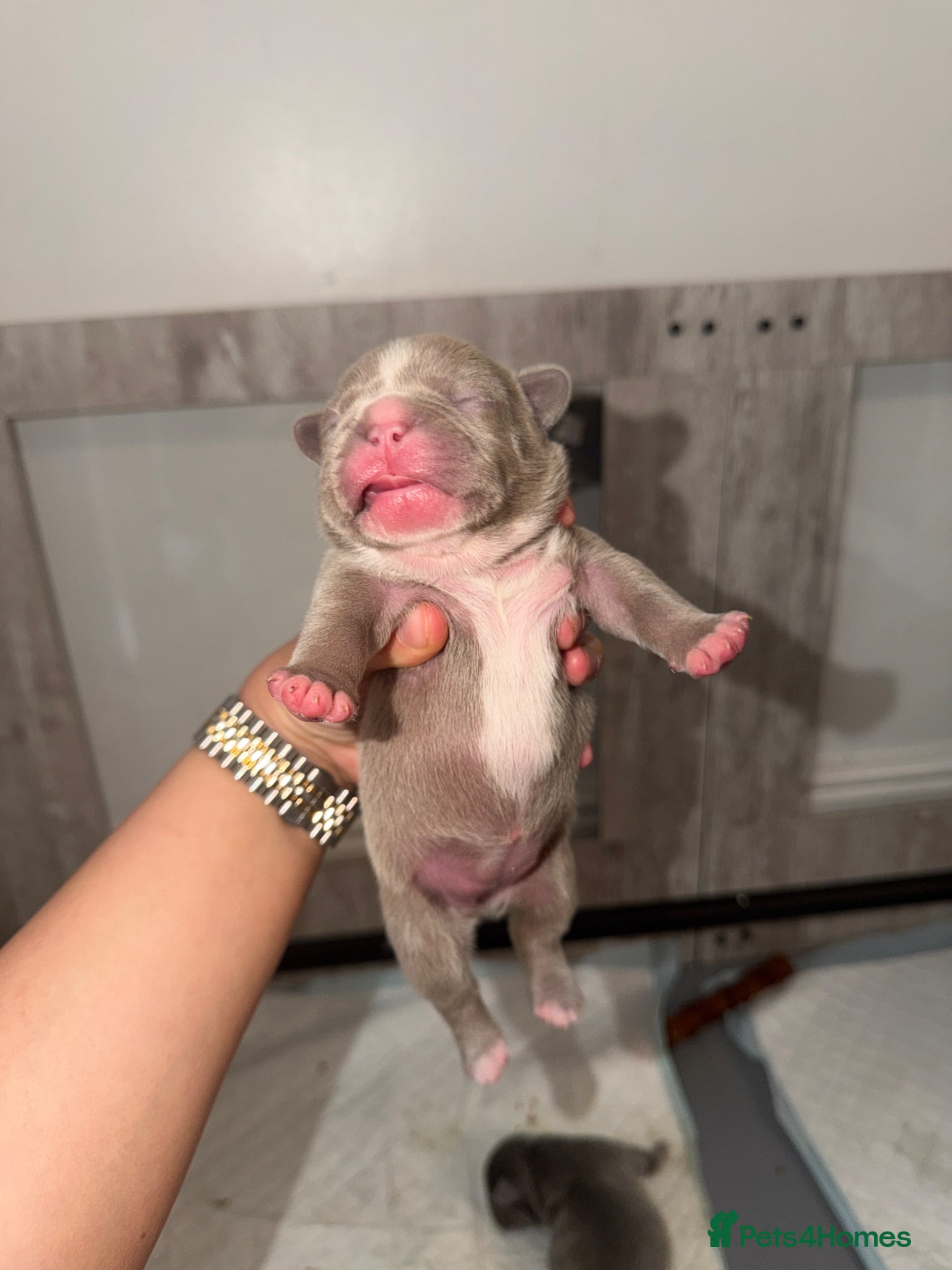 French Bulldog dogs Gorgoeus Isabella, lilac and blue Frenchies - Advert 16