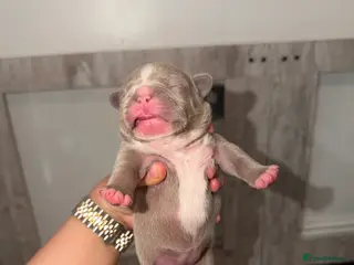 French Bulldog dogs ISABELLA BLUE AND LILAC FRENCHIES - KC - WELL BRED - Advert 3