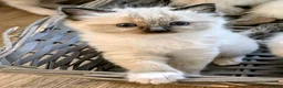 Ragdoll cats for sale: Ragdoll Kittens - Advert 7