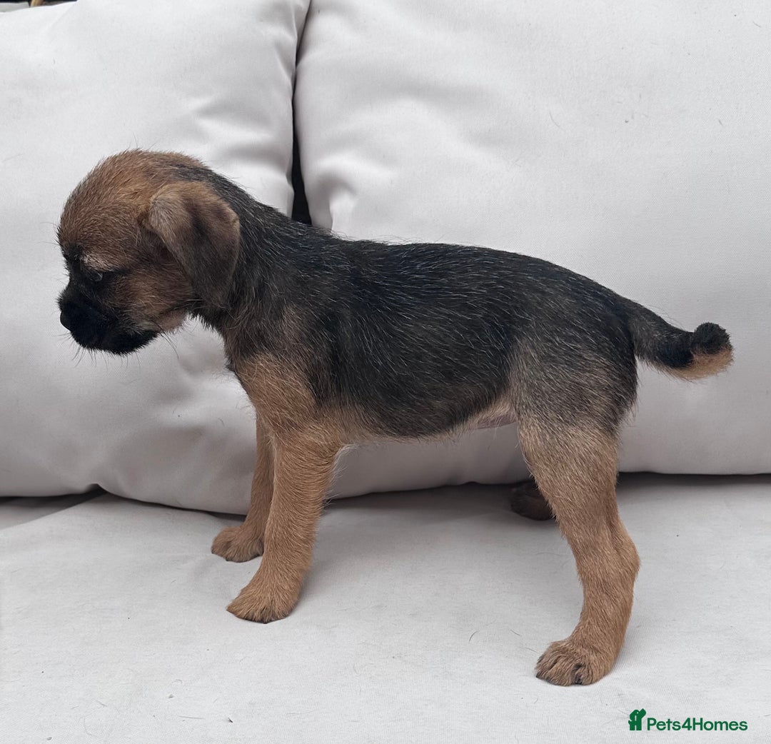 Border Terrier dogs for sale: Kc Border terrier pups.Slem clear ready now. - Image 2